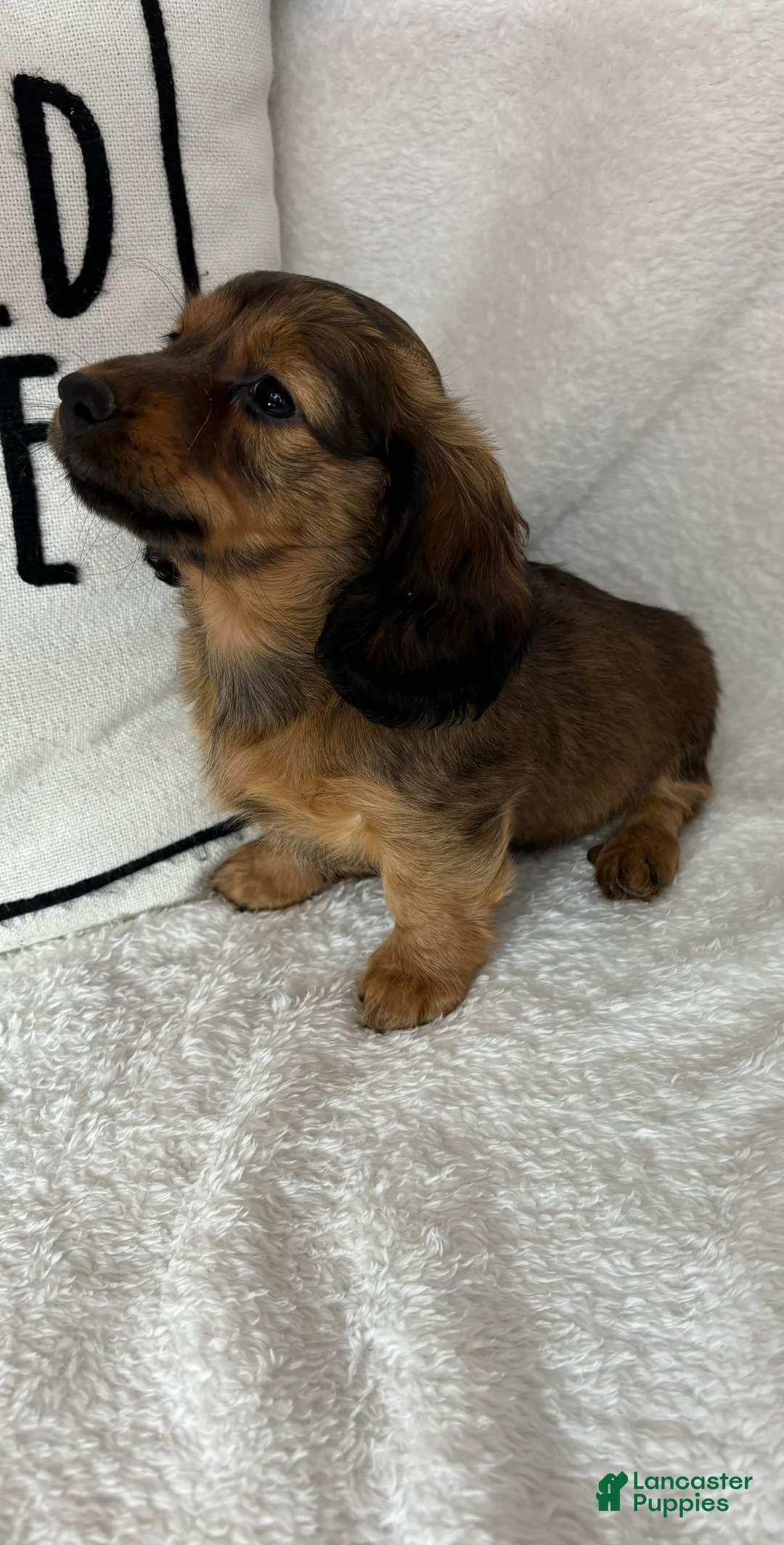 Dachshund dogs for sale: Dalton - Ad 1