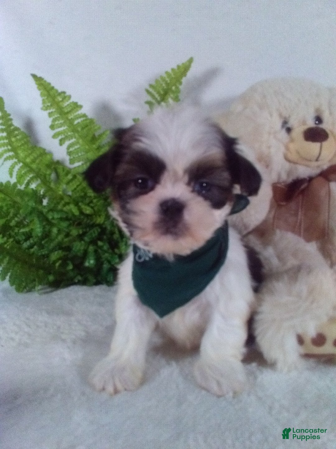 Shih Tzu dogs for sale: Bear - Ad 1