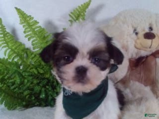 Shih Tzu dogs Bear - Ad 13