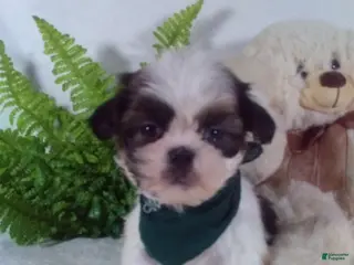 Shih Tzu dogs Bear - Ad 15