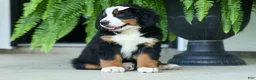 Bernese Mountain Dog dogs for sale: SADIE - Ad 10
