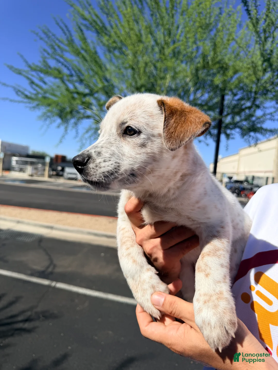 Australian Cattle Dog dogs for sale: Not available  - Ad 2