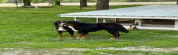 Bernese Mountain Dog dogs for sale: Bernese Mountain Dog Puppy 1 - Ad 6