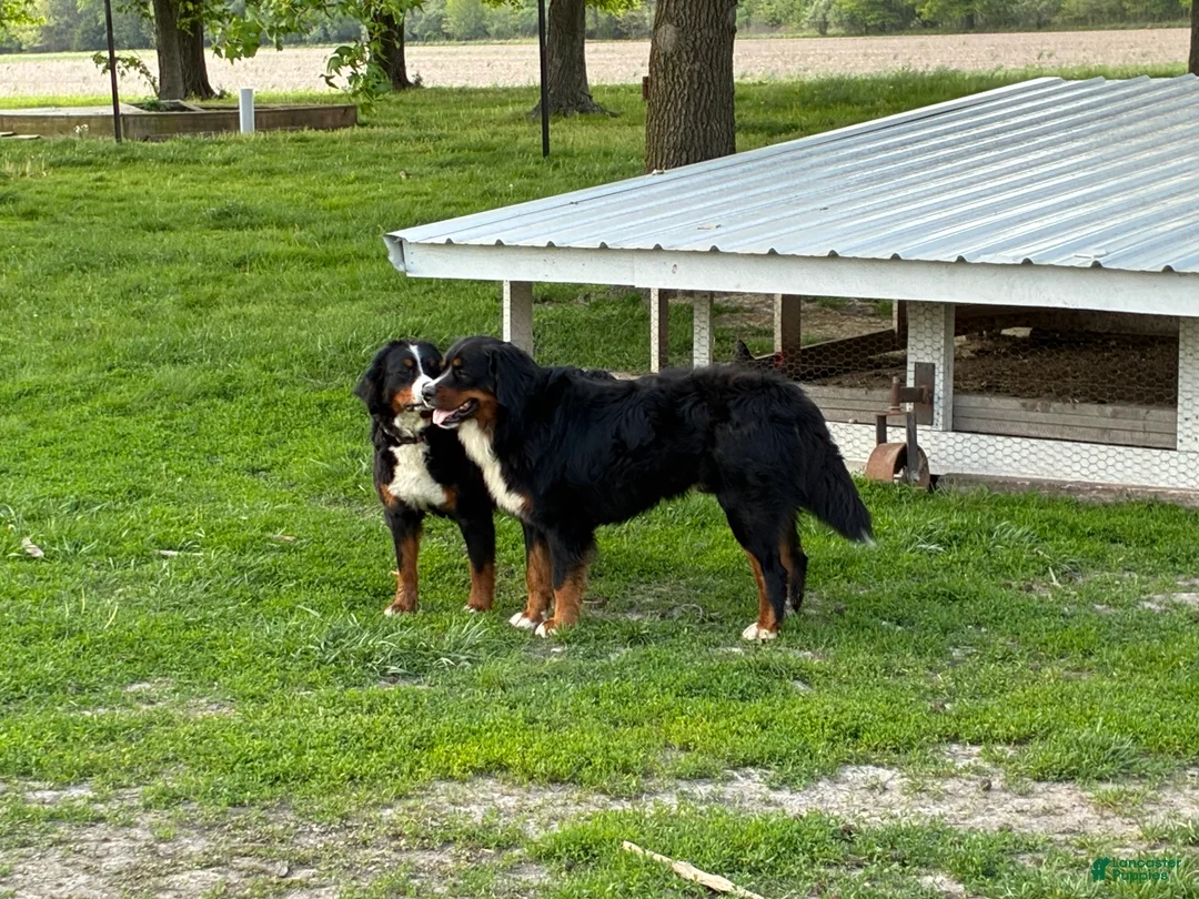 Bernese Mountain Dog dogs for sale: Bernese Mountain Dog Puppy 1 - Ad 6