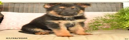 German Shepherd dogs for sale: Lexi  - Ad 3