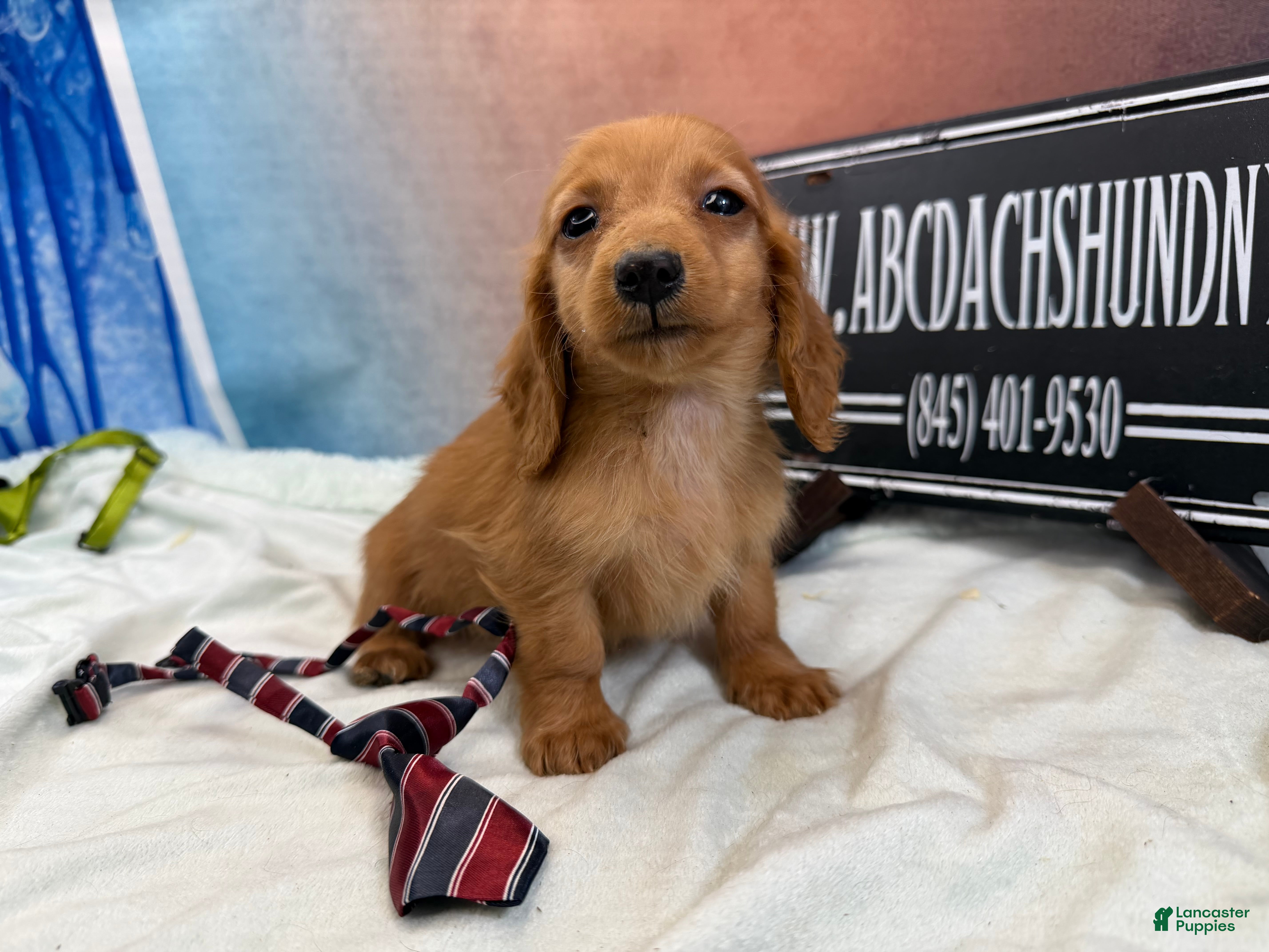Dachshund dogs Import - Ad 30