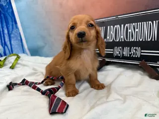 Dachshund dogs Import - Ad 30