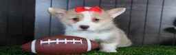 Welsh Corgi Pembroke dogs for sale: Raya - Ad 16