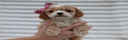 Cavapoo dogs for sale: Pearl Cavapoo Puppy - Ad 5