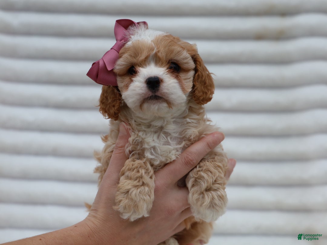 Cavapoo dogs for sale: Pearl Cavapoo Puppy - Ad 5
