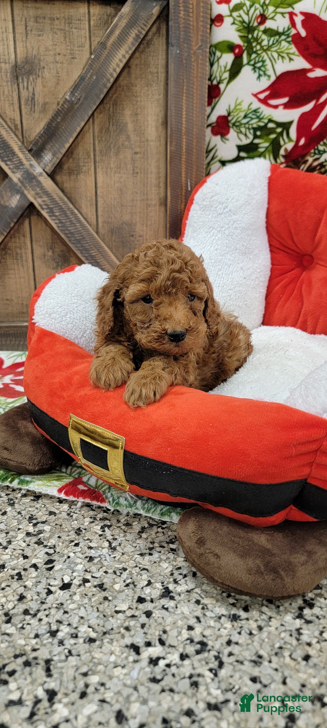 Toy Poodle dogs for sale: Myron - Ad 7