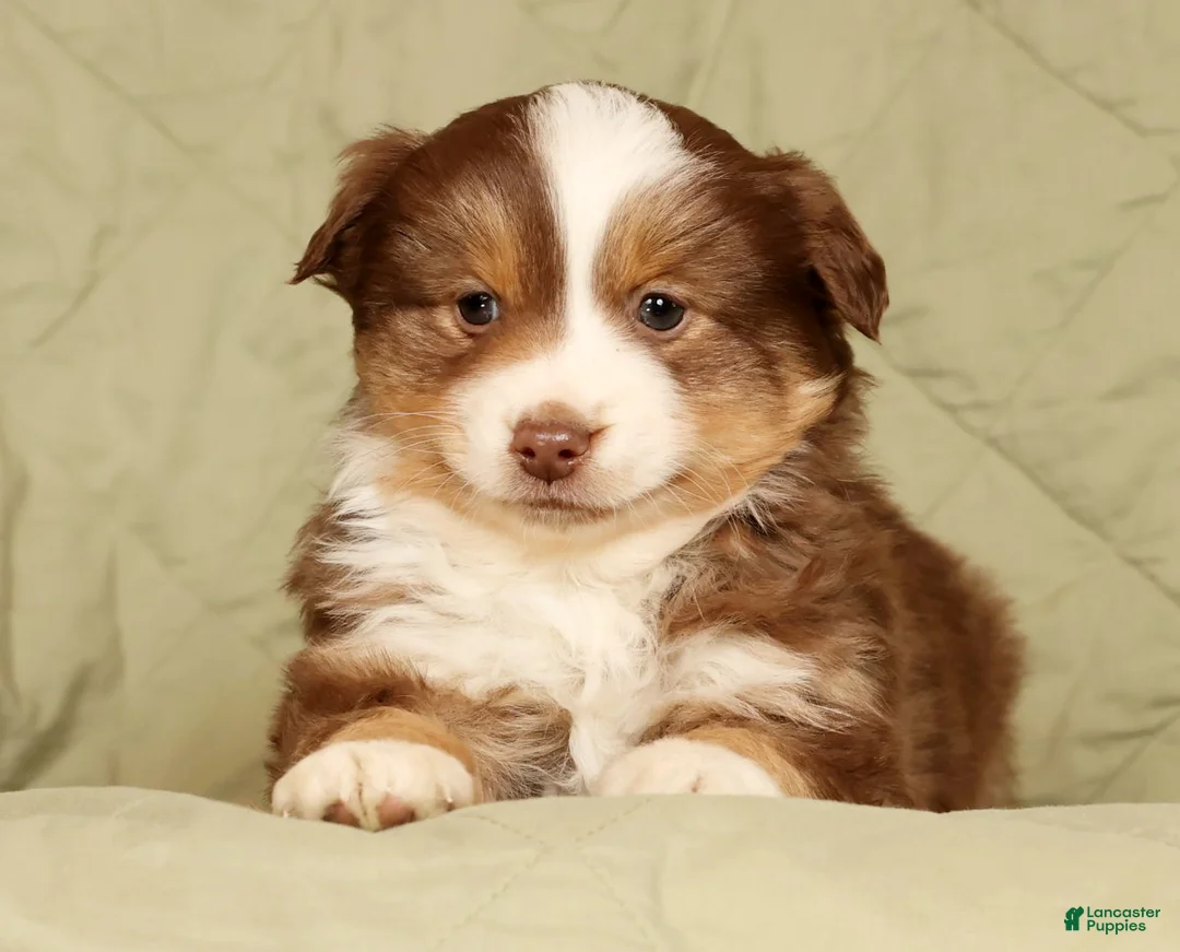 Miniature Australian Shepherd dogs for sale: Deacon - Ad 5