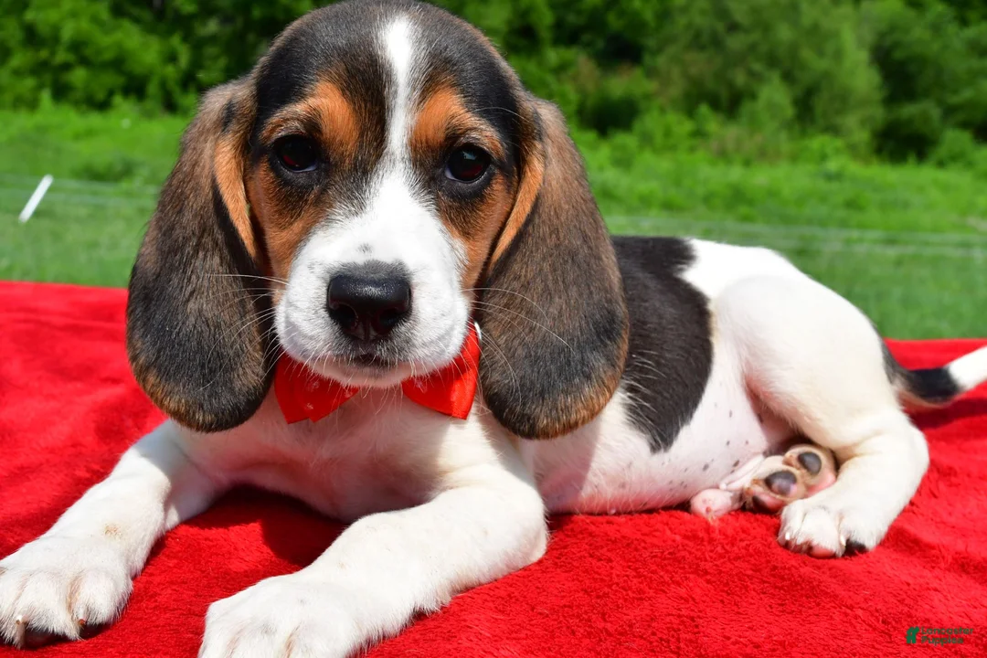 Beagle dogs for sale: Hudson - Ad 1