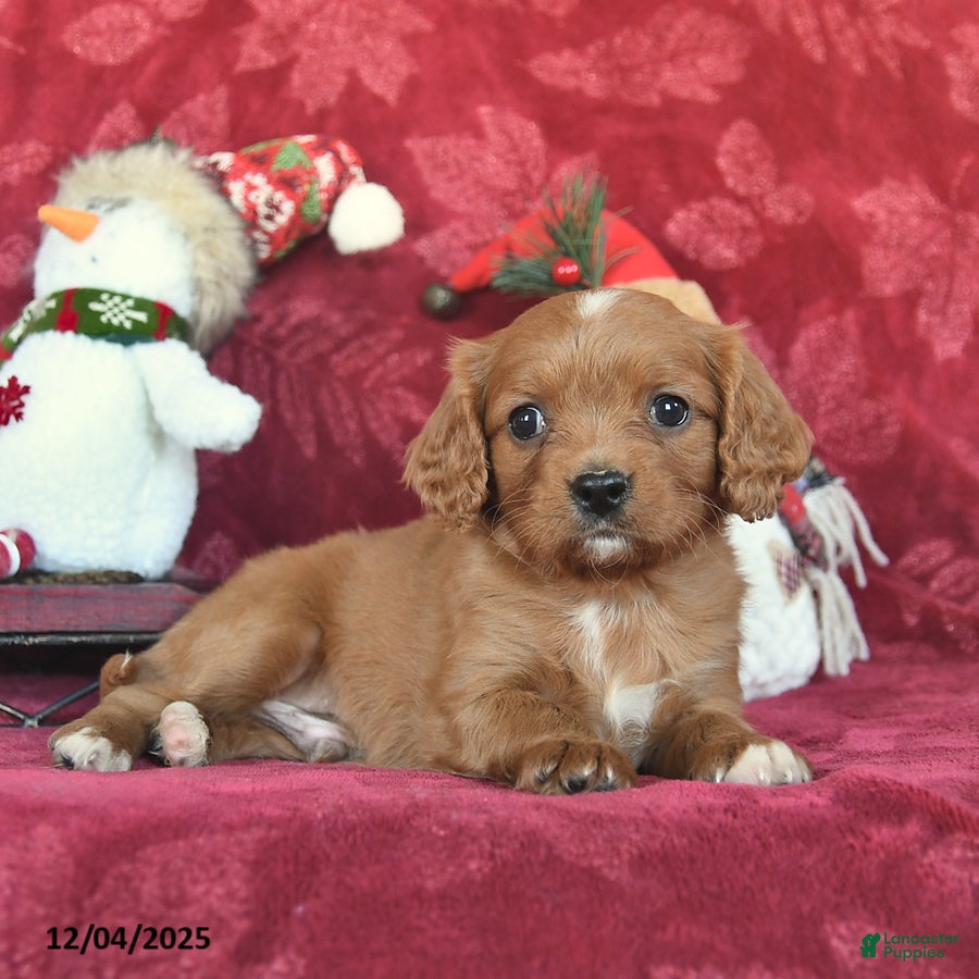 Cavapoo dogs Hayes  - Ad 35