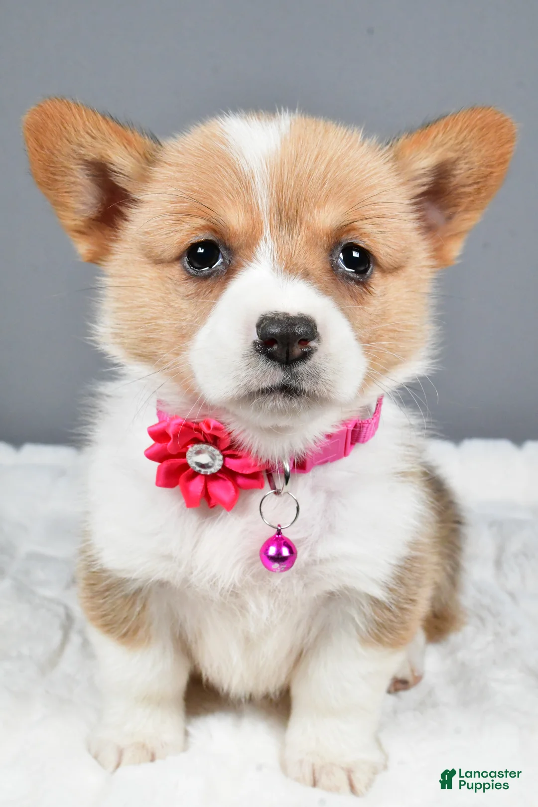 Welsh Corgi Pembroke dogs for sale: Bell - Ad 7