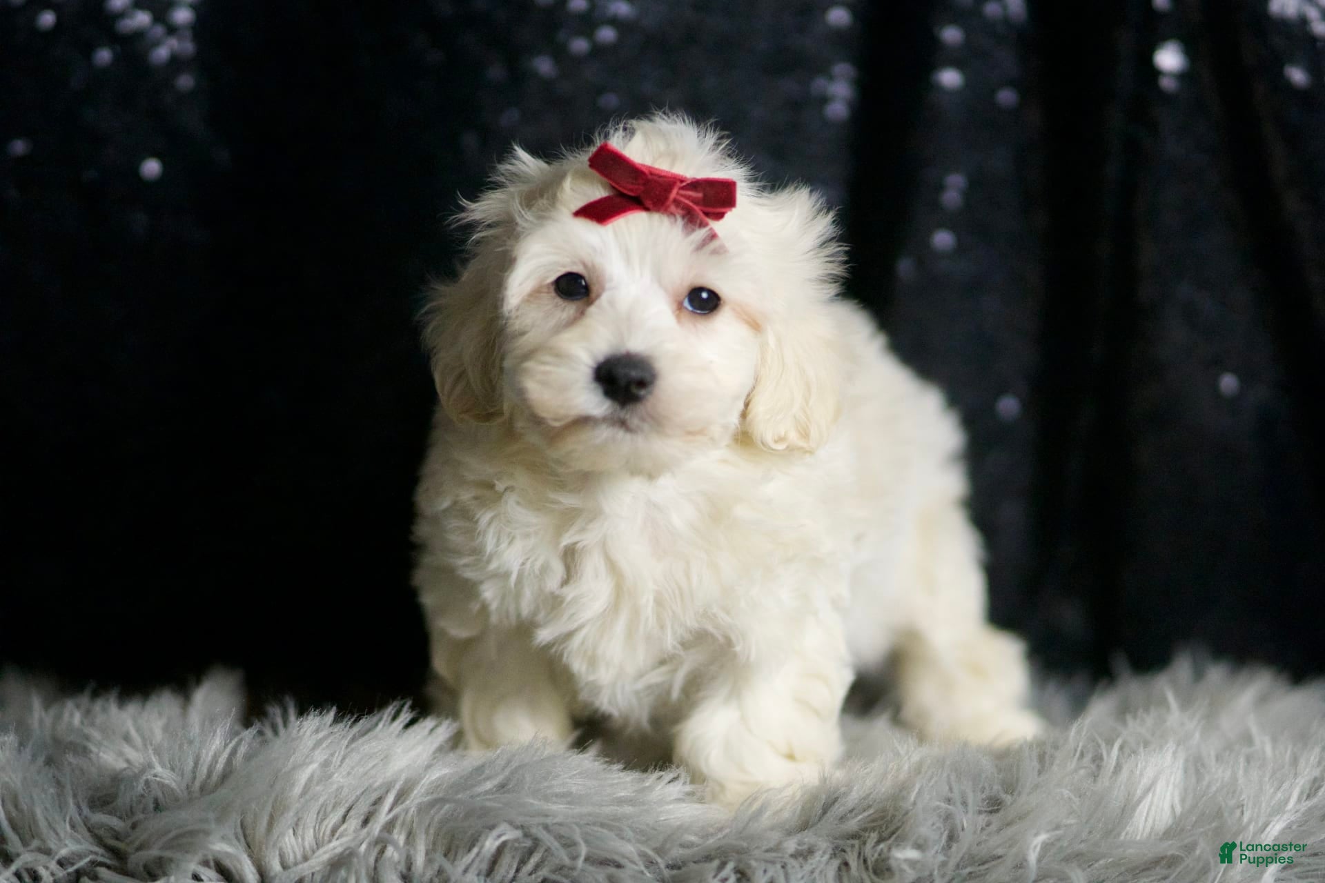 Maltipoo dogs Demeter - Ad 1