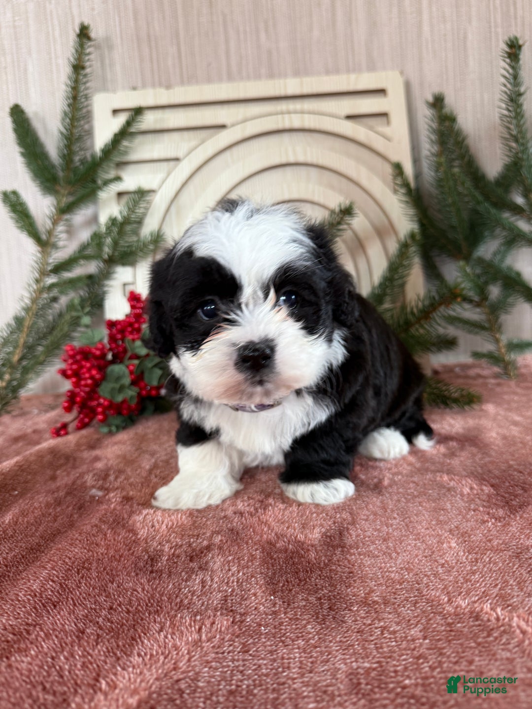 Teddy Bear dogs for sale: Stella - Ad 10