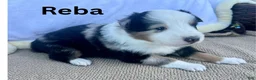 Shetland Sheepdog dogs for sale: Reba - Ad 2