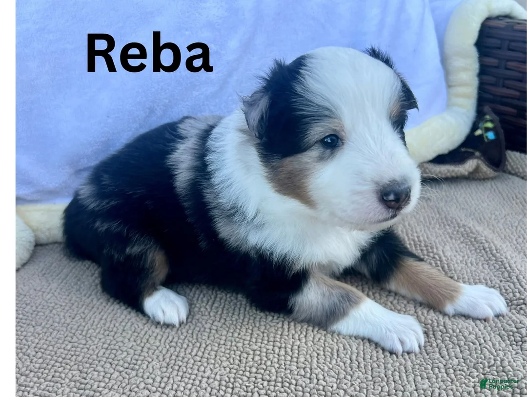 Shetland Sheepdog dogs for sale: Reba - Ad 2