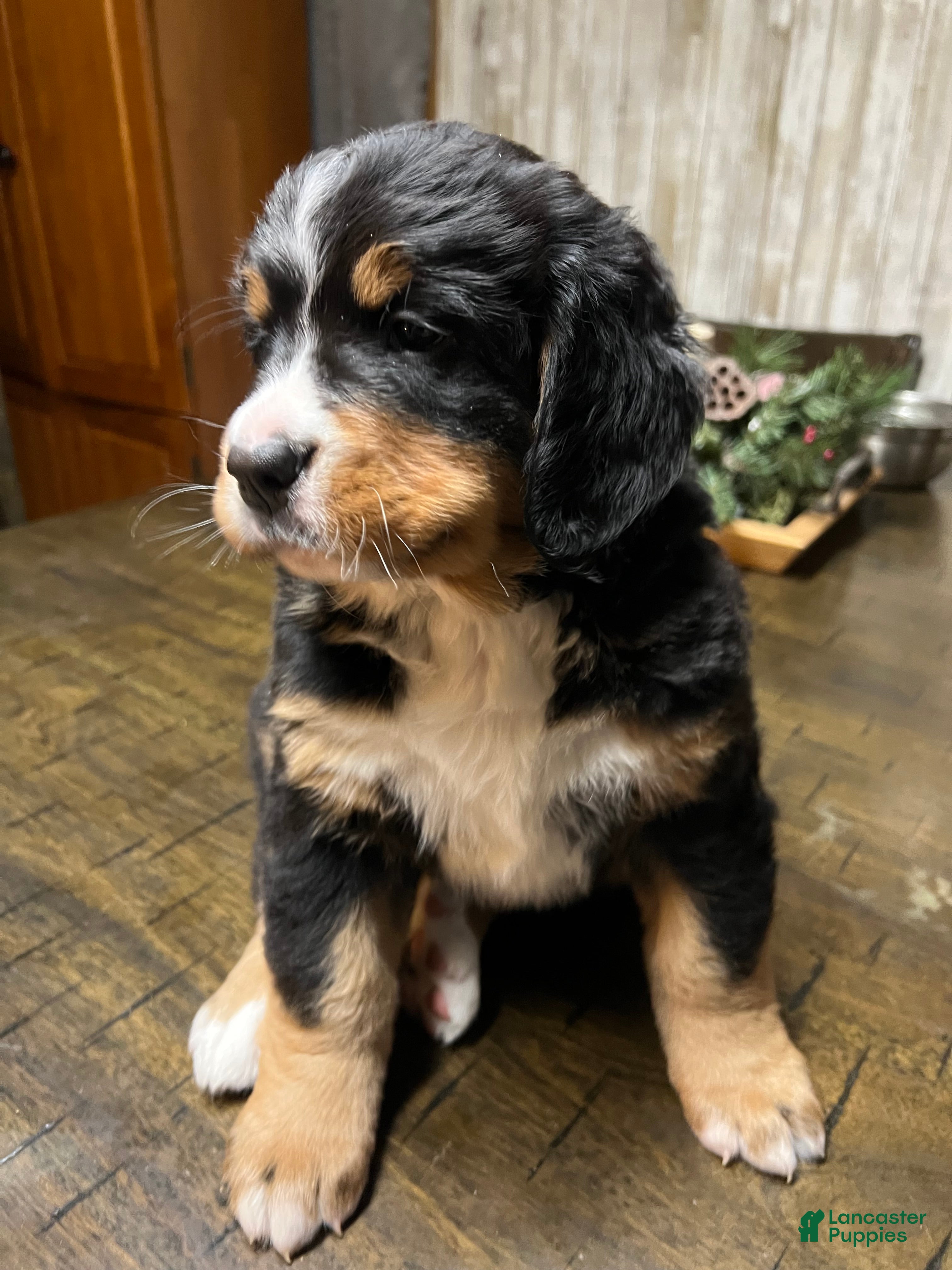 Bernese Mountain Dog dogs for sale: Lilly - Ad 4