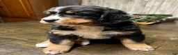 Bernese Mountain Dog dogs for sale: Lilly - Ad 1