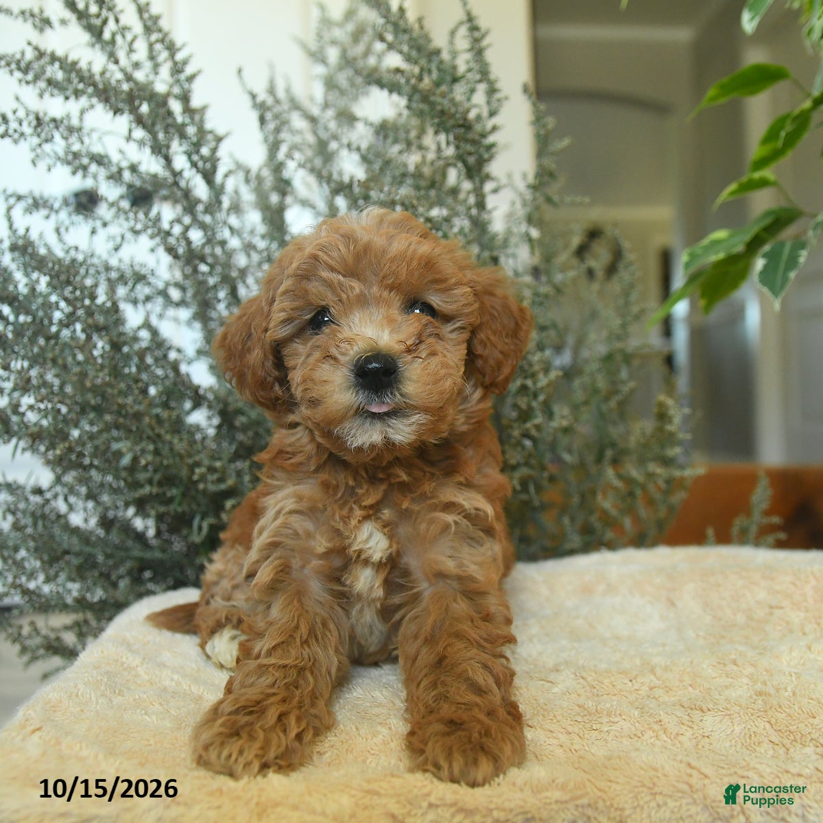 Miniature Poodle dogs Maya - Ad 2