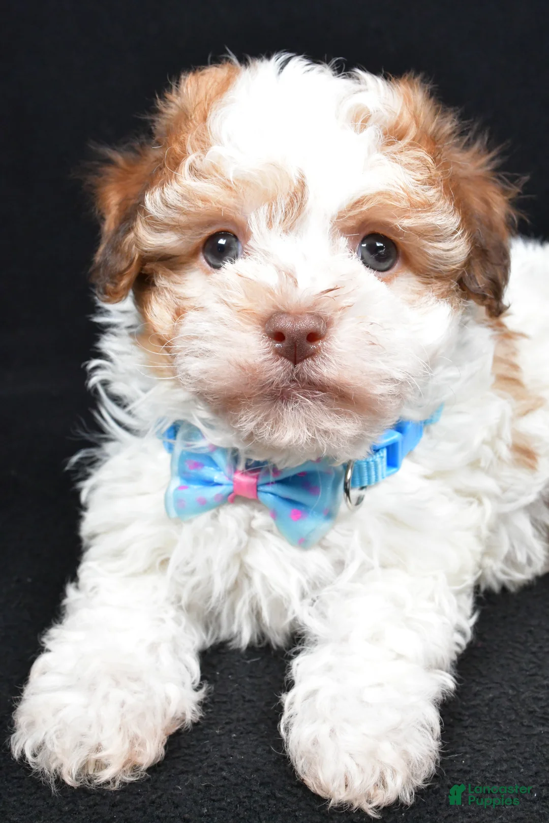 Havanese dogs for sale: Lance - Ad 5