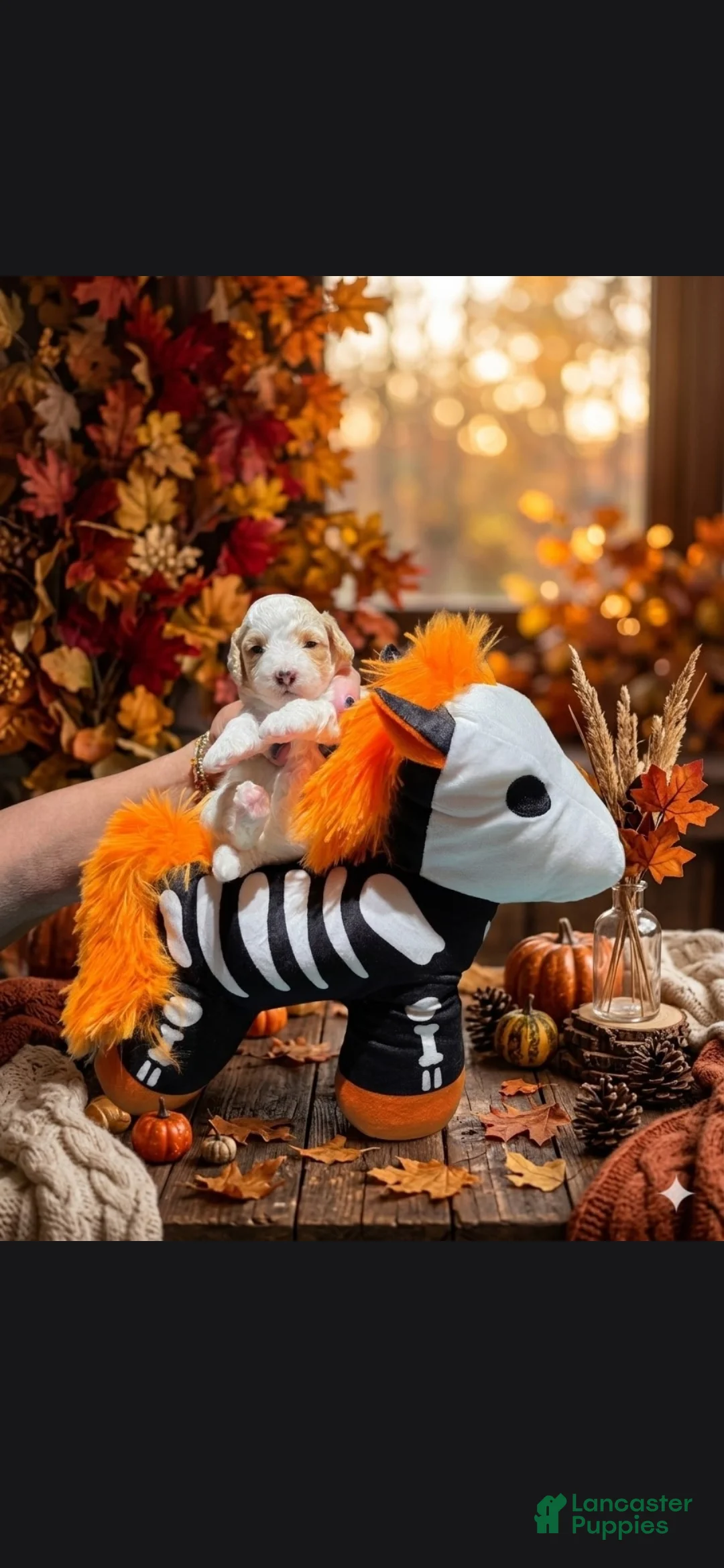 Toy Poodle dogs for sale: AKC ZERO (Tiny) - Ad 3