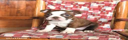 Boston Terrier dogs for sale: Waffles - Ad 2