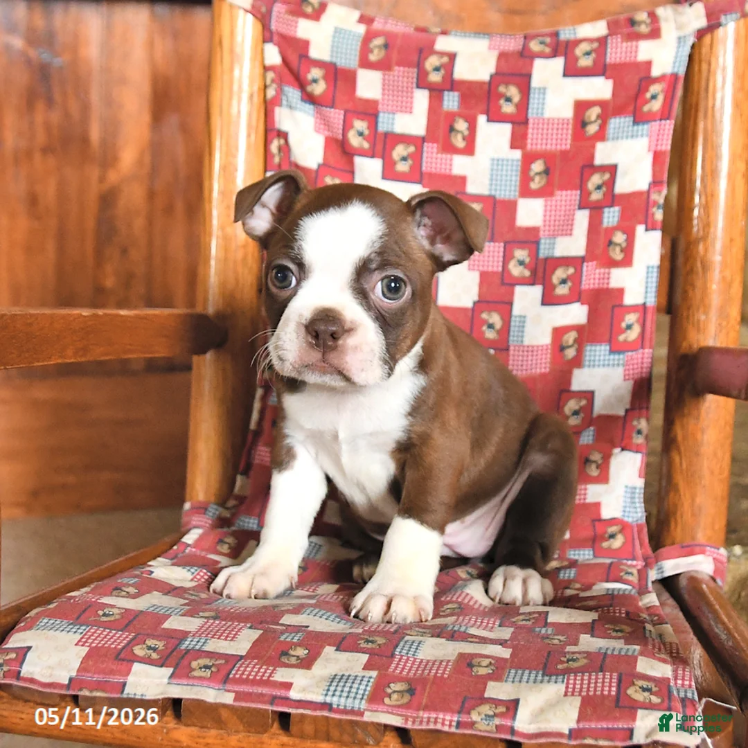 Boston Terrier dogs for sale: Waffles - Ad 2