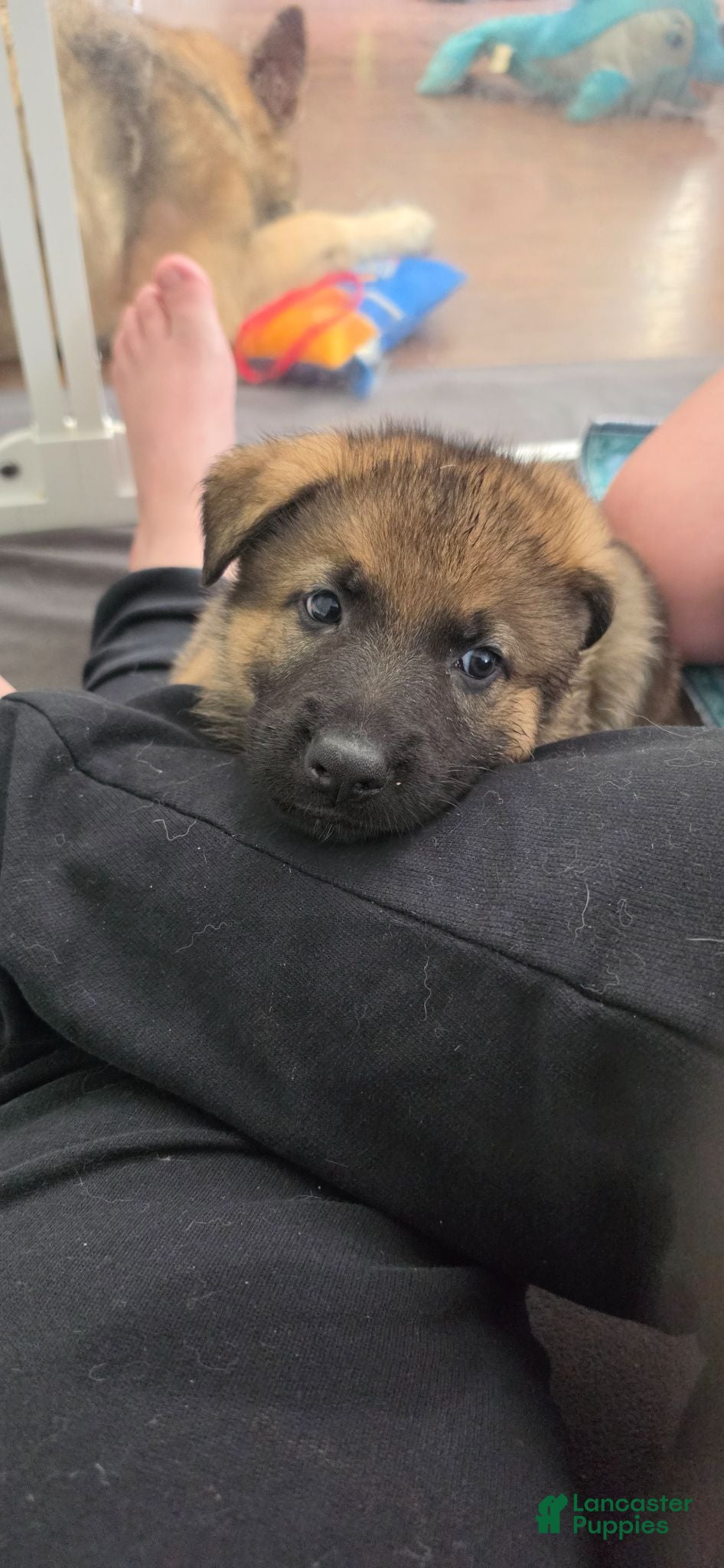 German Shepherd dogs Max - Ad 26