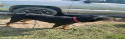 Rottweiler dogs for sale: Rottweiler 1 - Ad 2