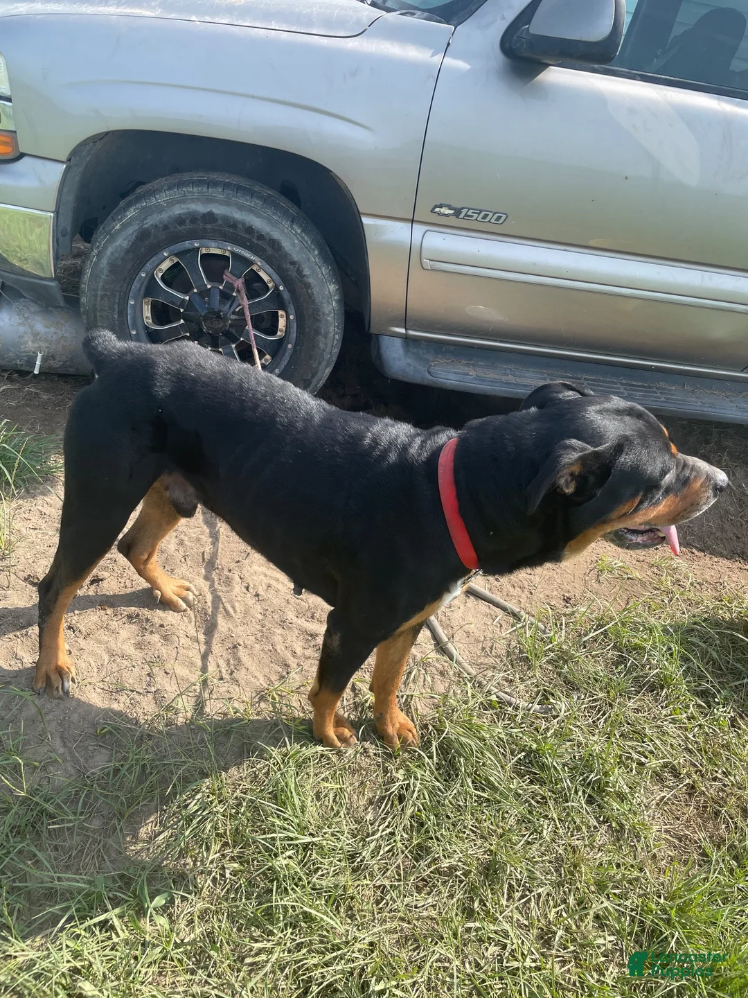 Rottweiler dogs for sale: Rottweiler 1 - Ad 2
