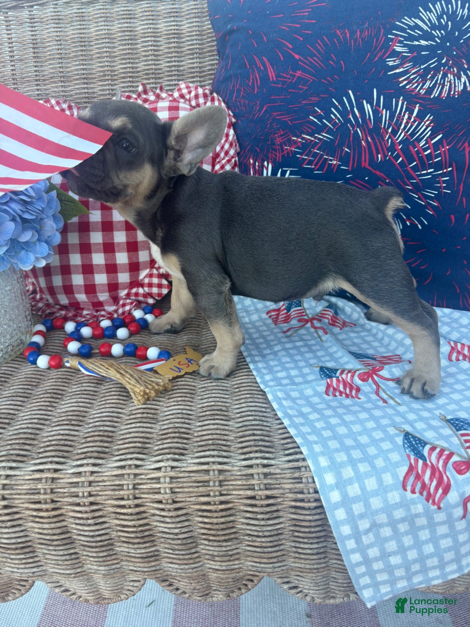 French Bulldog dogs Hector  - Ad 27