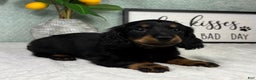 Miniature Dachshund dogs for sale: Danny  - Ad 4