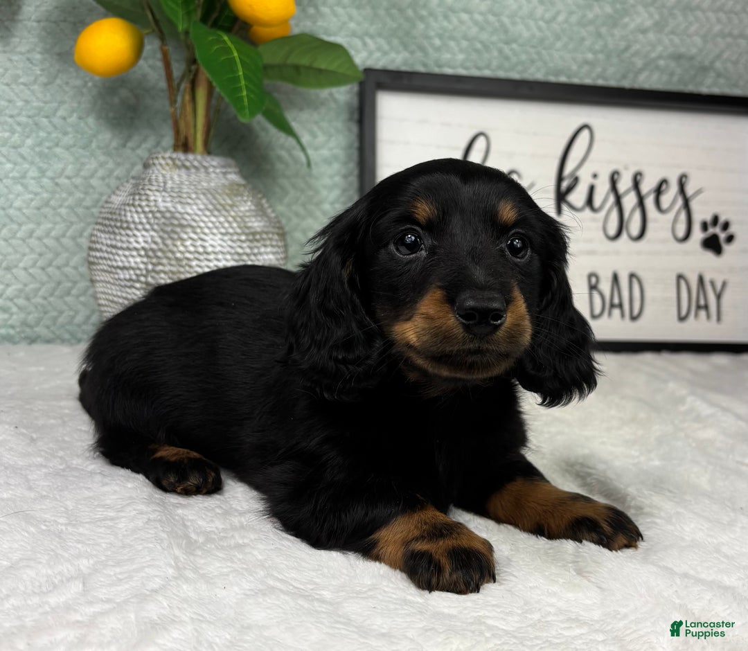Miniature Dachshund dogs for sale: Danny  - Ad 4