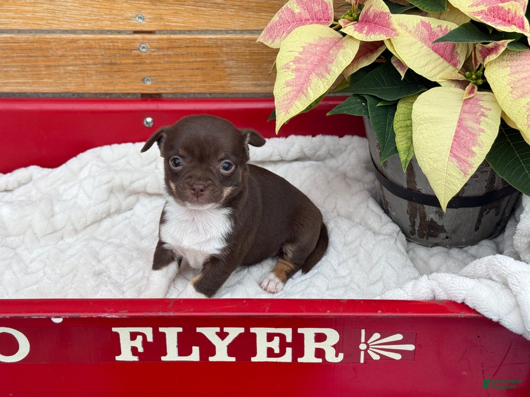 Chihuahua dogs for sale: Cozy - Ad 1