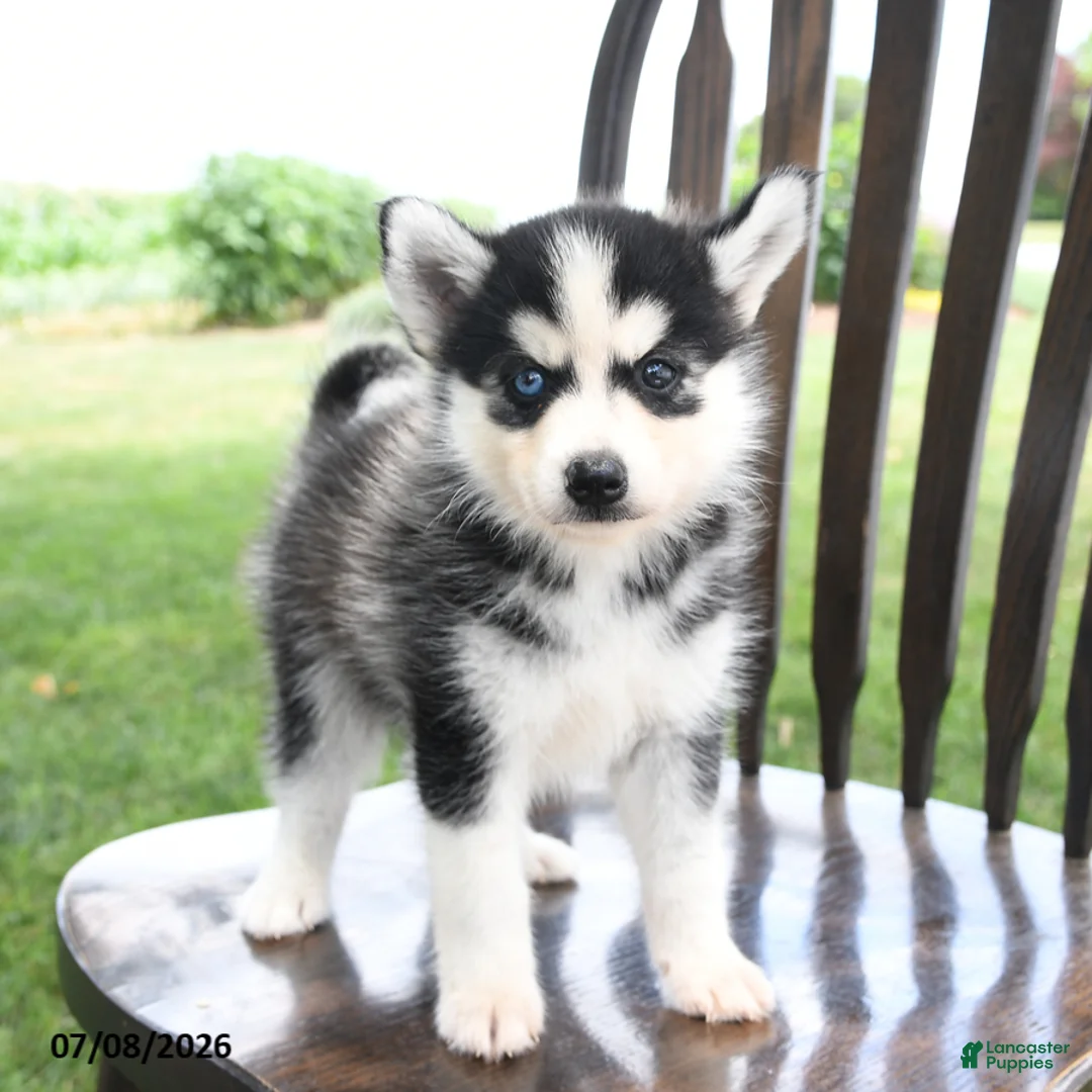 Pomsky dogs for sale: Tundra - Ad 2