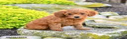 Miniature Poodle dogs for sale: Saltine - Ad 2