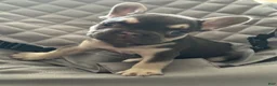French Bulldog dogs for sale: Charlie brown  - Ad 3