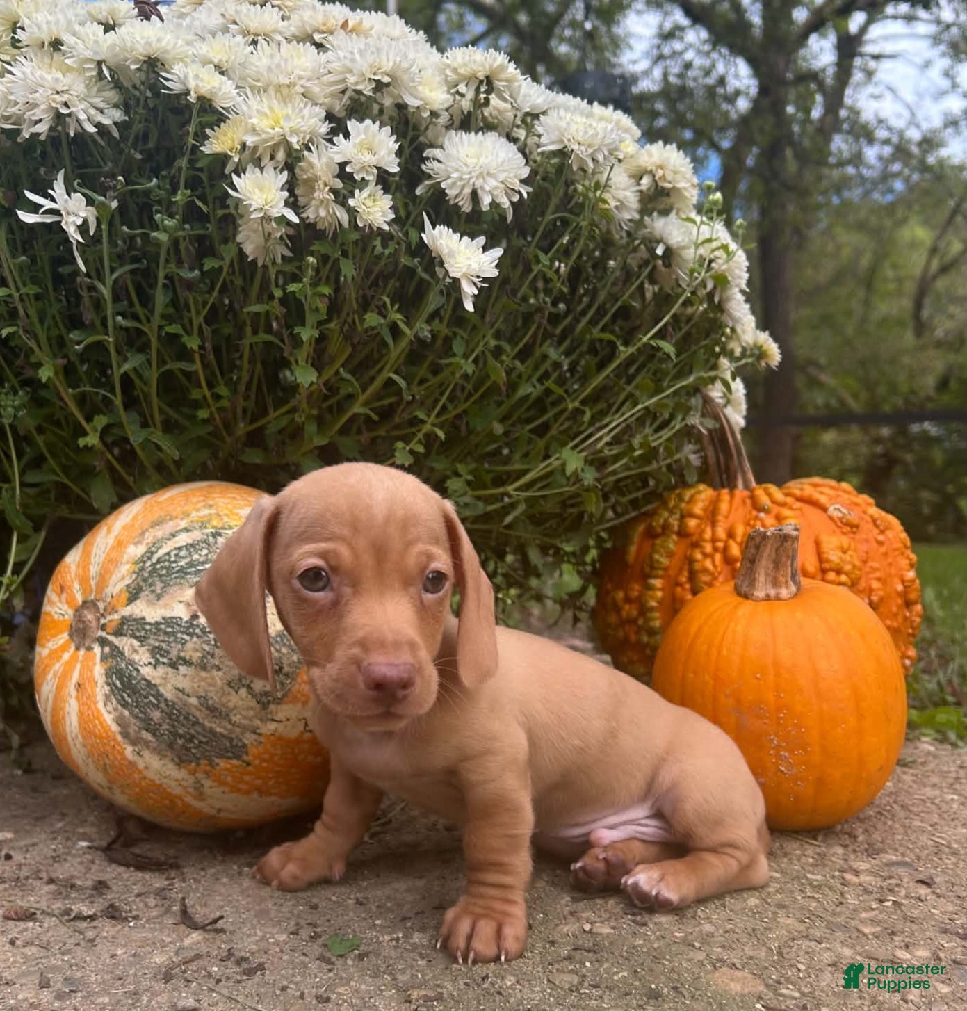 Miniature Dachshund dogs AKC Willie Delivery available  - Ad 1