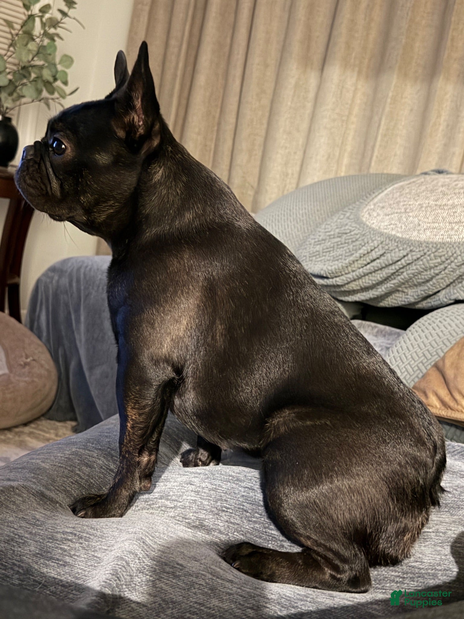French Bulldog dogs Coca Cola - Ad 1