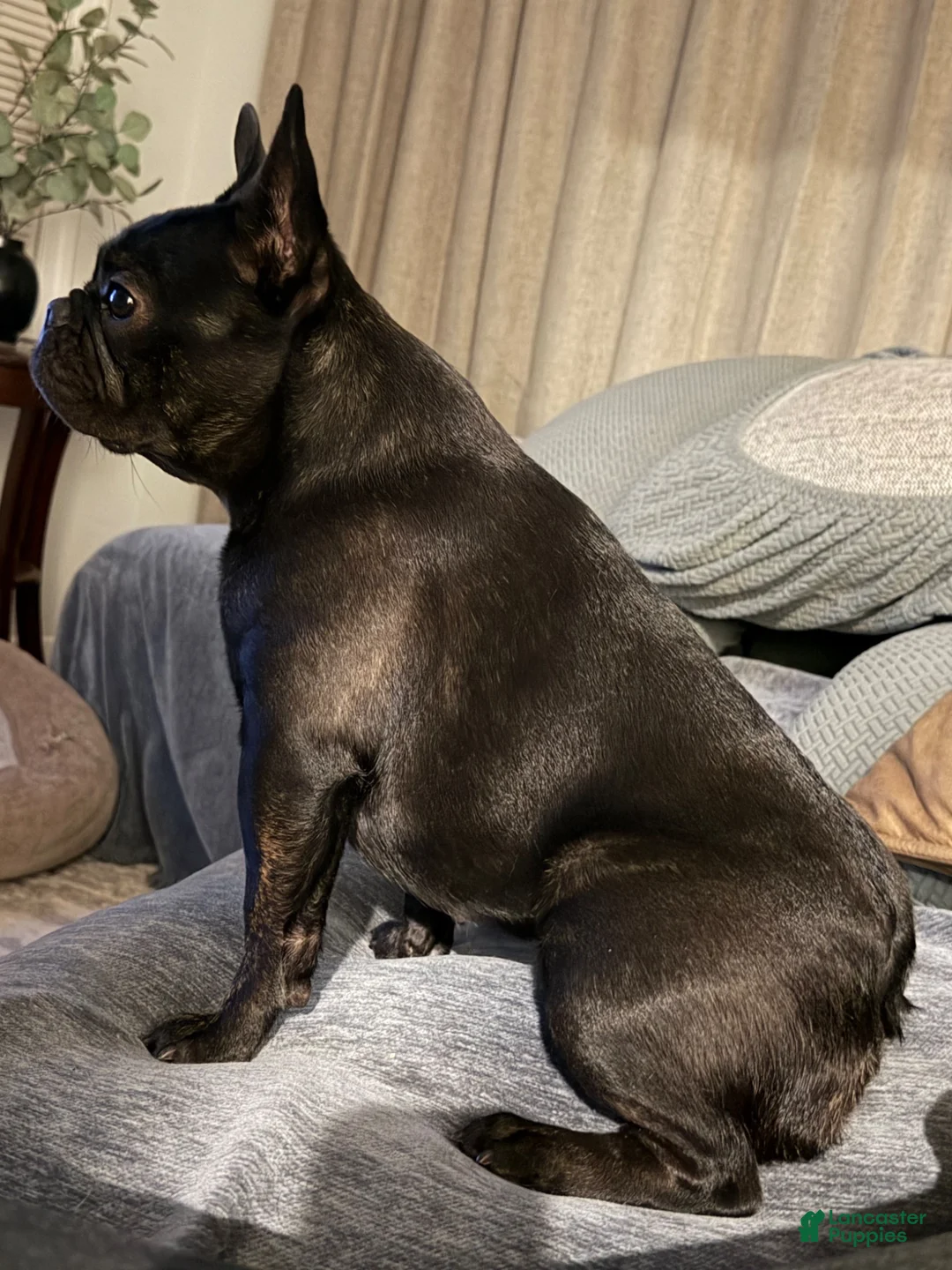 French Bulldog dogs for sale: Coca Cola - Ad 1