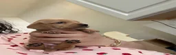 Miniature Dachshund dogs for sale: Miniature Dachshund Puppy 1 - Ad 3