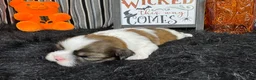 Shih Tzu dogs for sale: Shih Tzu 1 - Ad 3