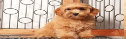 Cavapoo dogs for sale: Toby  - Ad 2