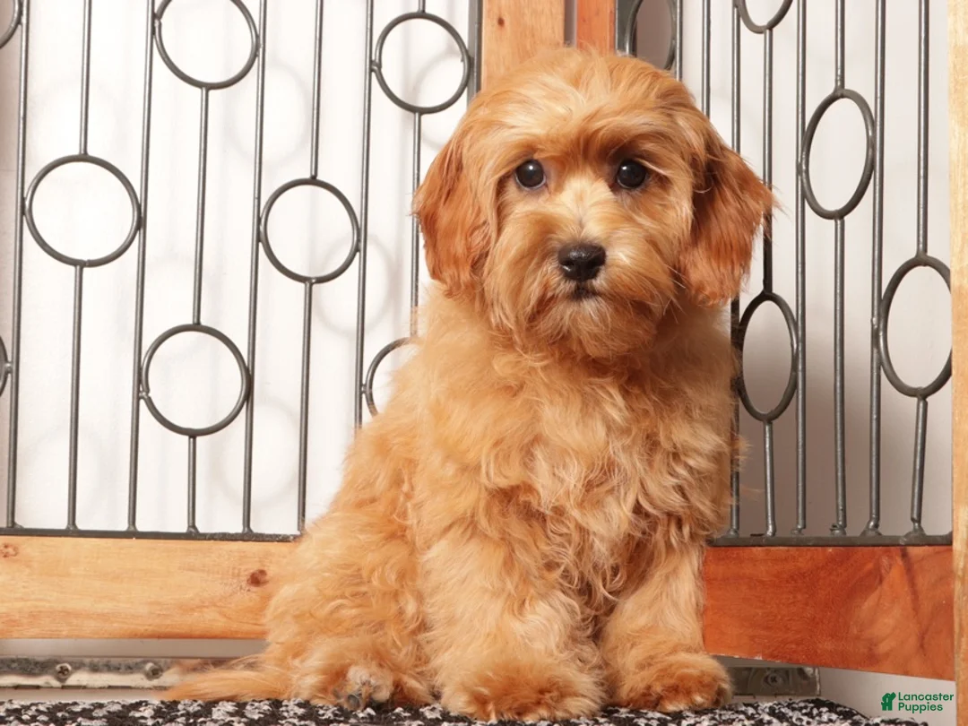 Cavapoo dogs for sale: Toby  - Ad 2