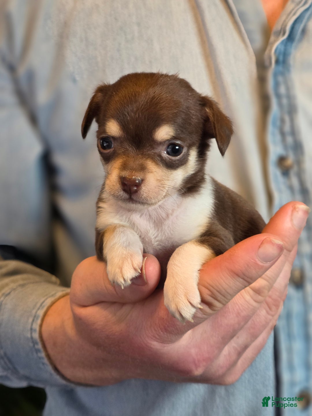 Chihuahua dogs for sale: Dark Choco Nugget - Ad 7