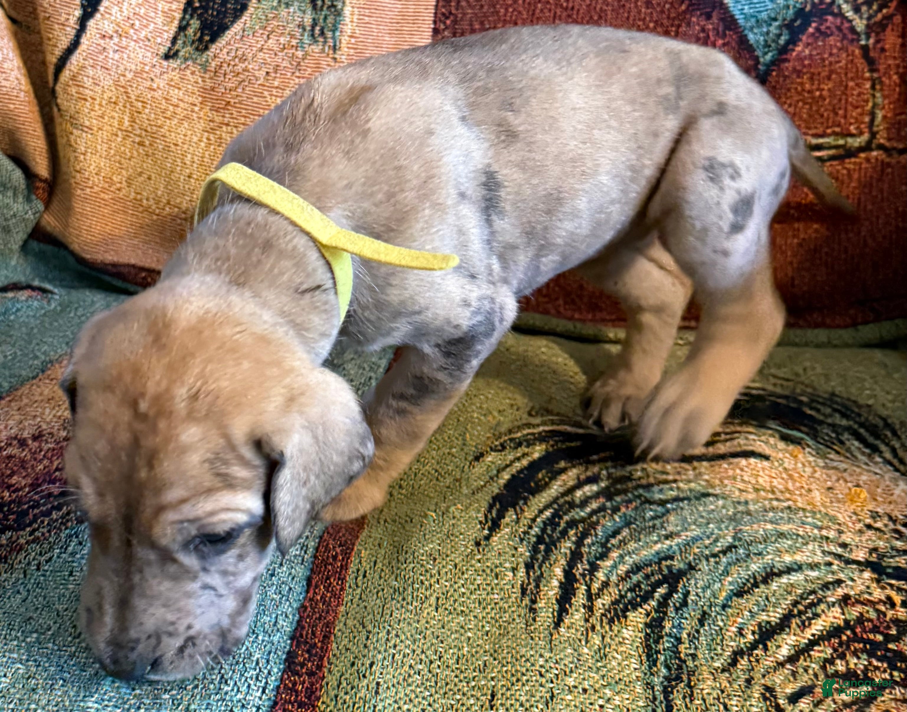 Great Dane dogs Yellow - Ad 24