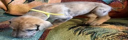 Great Dane dogs for sale: Yellow - Ad 1
